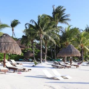 Lounge chairs and thatched umbrellas arranged on a white sand beach lined with palm trees under a clear blue sky.