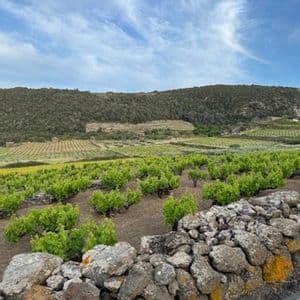 Un basso muretto in pietra costeggia un vigneto a terrazze con viti verdi su un fianco di collina sotto un cielo parzialmente nuvoloso.