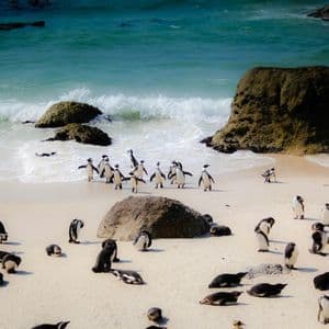 Une grande colonie de manchots se rassemble sur une plage de sable fin, au bord de l'océan turquoise, les vagues caressant le rivage.