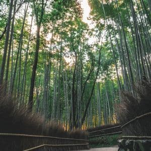 Une vue en contre-plongée d'un chemin serpentant à travers une dense forêt de bambous, avec de hautes tiges vertes s'élevant vers le ciel ensoleillé.