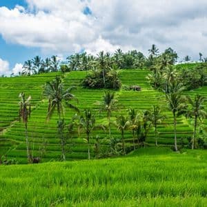 Lush green terraced rice paddies and palm trees cover a hillside under a partly cloudy blue sky.