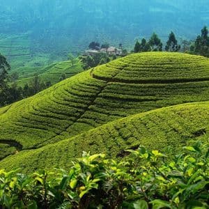 Una vista amplia de vibrantes plantaciones de té verde cubriendo colinas aterrazadas bajo un cielo azul y brumoso.