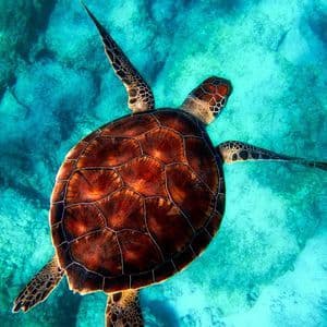 Vue aérienne d'une tortue de mer à la carapace brune et à motifs, nageant dans des eaux turquoise claires au-dessus d'un fond rocheux.