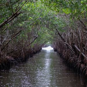 Un fiume stretto scorre attraverso una fitta foresta di mangrovie, con i rami degli alberi che formano un tunnel naturale sopra.