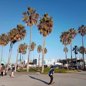 Una persona patina en una plaza pavimentada, bordeada de altas palmeras, bajo un cielo azul claro.