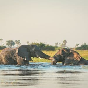 Due elefanti interagiscono parzialmente sommersi in un fiume, con una savana erbosa e alberi sullo sfondo.