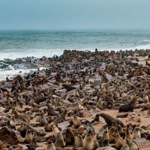 A large colony of seals covering a rocky and sandy shoreline next to the ocean on an overcast day.