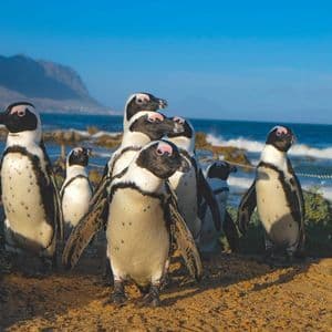 A group of penguins stands on a sandy path next to the ocean, with green bushes and mountains in the background under a clear blue sky.