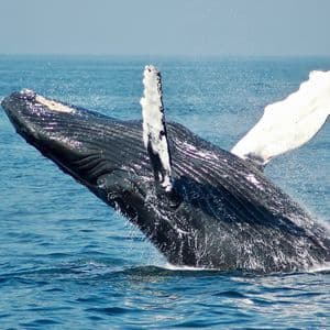 Una ballena jorobada salta del océano, su cuerpo oscuro y aletas blancas creando una gran salpicadura en el agua azul.