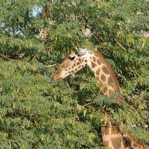 A giraffe's head and neck emerge from behind the dense green leaves of a tall tree during the day.