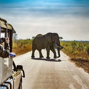 Un viaje en grupo de WeRoad en un jeep de safari fotografía a un gran elefante cruzando una carretera en la sabana.