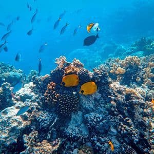 Vista subacquea di una barriera corallina con banchi di pesci colorati, tra cui pesci farfalla gialli, che nuotano in acque limpide e azzurre.