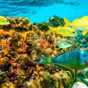 Una variedad de peces tropicales coloridos, incluyendo un gran pez loro, nadando sobre un vibrante arrecife de coral en aguas claras y turquesas.