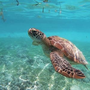 A sea turtle swims underwater in clear turquoise water, just above the sandy and rocky seabed.