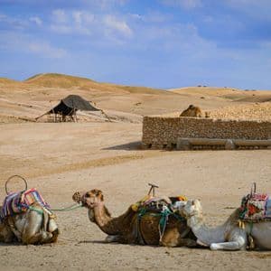 Several saddled camels rest on the sand at a desert camp with tents and hills under a blue sky.
