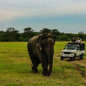 Un grande elefante cammina su una pianura erbosa mentre un gruppo WeRoad osserva da una jeep safari vicina.