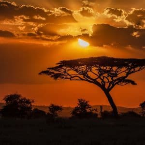 Un albero di acacia in silhouette si staglia contro un vibrante cielo arancione al tramonto, con i raggi del sole che filtrano tra le nuvole.