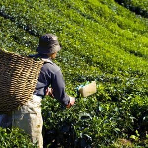 Una persona con un cappello raccoglie foglie di tè su una lussureggiante piantagione a terrazze, portando un grande cesto di vimini sulla schiena.