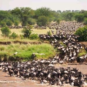 Una vasta mandria di gnu attraversa un fiume durante la migrazione, con una savana erbosa e alberi sullo sfondo.