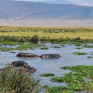 Un gruppo di ippopotami sommersi in uno stagno, con una grande mandria di zebre che pascola sulla pianura erbosa dietro di loro.