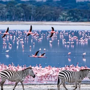 Quattro zebre camminano lungo la riva di un lago popolato da un grande stormo di fenicotteri rosa, alcuni dei quali in volo.