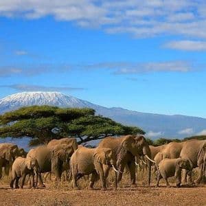 Una grande mandria di elefanti cammina attraverso una savana arida con alberi di acacia e una grande montagna innevata sullo sfondo.
