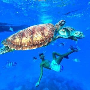 Ein Mann in Schnorchelausrüstung schwimmt unter Wasser unter einer großen Meeresschildkröte, umgeben von kleineren Fischen in klarem blauem Wasser.