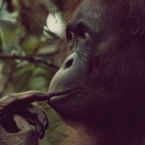 Un gros plan de profil d'un orang-outan posant son doigt sur ses lèvres, sur un fond vert flou.