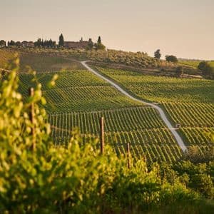 Una strada tortuosa attraversa dolci colline coperte da ordinate file di vigneti, con una villa all'orizzonte al tramonto.