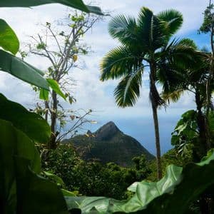 Una cima montuosa verde e conica si erge sull'oceano, osservata da un punto panoramico nella giungla, incorniciata da grandi foglie e palme.