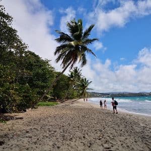 Un gruppo WeRoad cammina lungo una spiaggia sabbiosa, costeggiata da palme e vegetazione lussureggiante, sotto un cielo azzurro.
