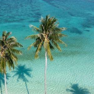 Panoramica aerea di due palme sul mare cristallino e turchese, con le ombre nell'acqua.