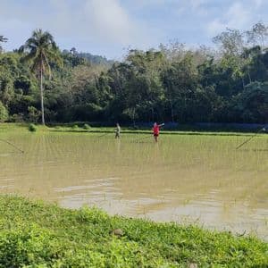 Un voyage de groupe WeRoad, montrant des personnes travaillant avec de longues perches dans une rizière inondée, entourée d'une jungle verdoyante.