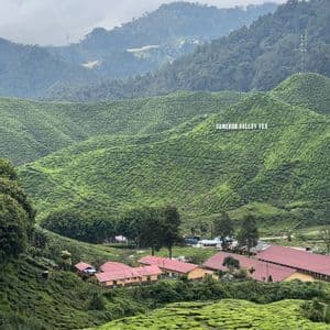 Les plantations de thé de Cameron Valley couvrent de vastes collines verdoyantes, avec un petit village et des bâtiments aux toits rouges au premier plan.
