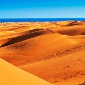 Vaste dune di sabbia dorata si estendono verso il mare blu sotto un cielo limpido, con un piccolo arbusto in primo piano.