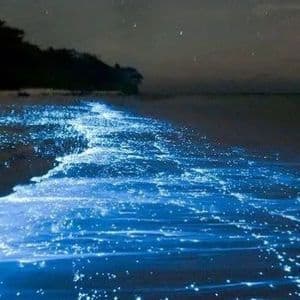Il plancton bioluminescente brilla di un blu intenso tra le onde che si infrangono su una spiaggia sabbiosa di notte sotto un cielo stellato.