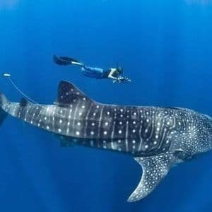 Un apneista con fotocamera e monopinna nuota sopra un grande squalo balena in acque blu profonde.