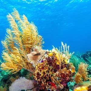 Eine Unterwasseraufnahme eines farbenprächtigen Korallenriffs mit markanten gelben Seefedern unter der sonnenbeschienenen Oberfläche des blauen Ozeans.