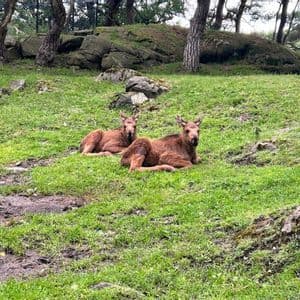 Two young moose calves with small antlers are resting on a grassy hill in a wooded area with rocks.