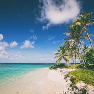 Des palmiers poussent au bord d'une plage de sable blanc, à côté d'une eau calme et turquoise sous un ciel bleu.