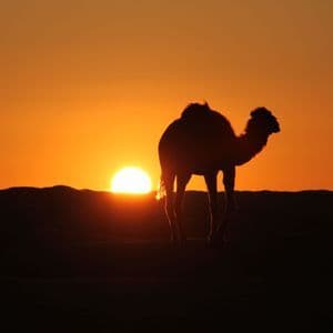 Ein Kamel steht als Silhouette vor der untergehenden Sonne in einer Wüstenlandschaft.