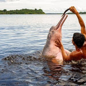 Una persona in un fiume offre un pesce a un delfino rosa che emerge dall'acqua.
