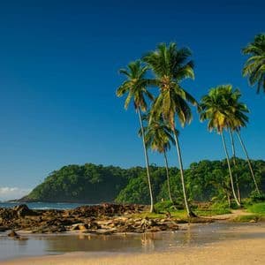Alte palme crescono su una spiaggia sabbiosa e rocciosa accanto all'oceano, con una collina coperta da boschi sotto un cielo azzurro e limpido.