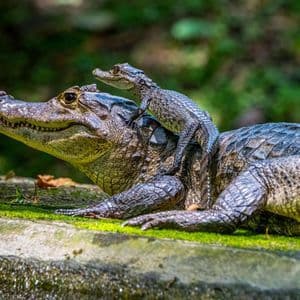 Un caimán bebé se sienta en la espalda de un caimán adulto mientras descansan sobre una roca cubierta de musgo.