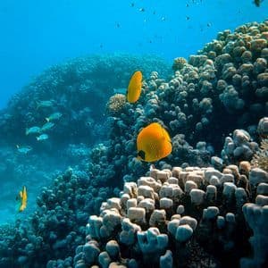 Una vista subacquea di pesci farfalla gialli che nuotano sopra una grande barriera corallina in acque blu profonde.