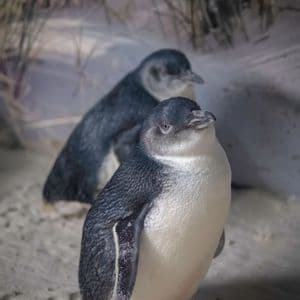 Un primo piano di un piccolo pinguino in piedi sulla sabbia, con un altro pinguino sfocato sullo sfondo.