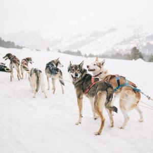 Una squadra di cani da slitta imbrigliati è allineata su un pendio innevato, con due in primo piano che guardano indietro.