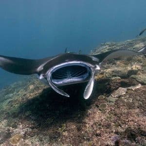 Una manta gigante nuota con la bocca spalancata, filtrando il cibo sopra una barriera corallina nell'oceano blu profondo.