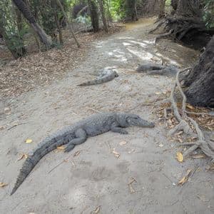 Tre grandi coccodrilli riposano su un sentiero sabbioso in una foresta, circondati da alberi e foglie cadute.
