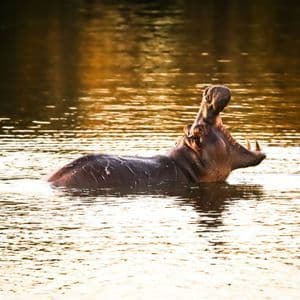Un ippopotamo immerso in acqua illuminata d'oro con la bocca spalancata, che mostra le zanne.